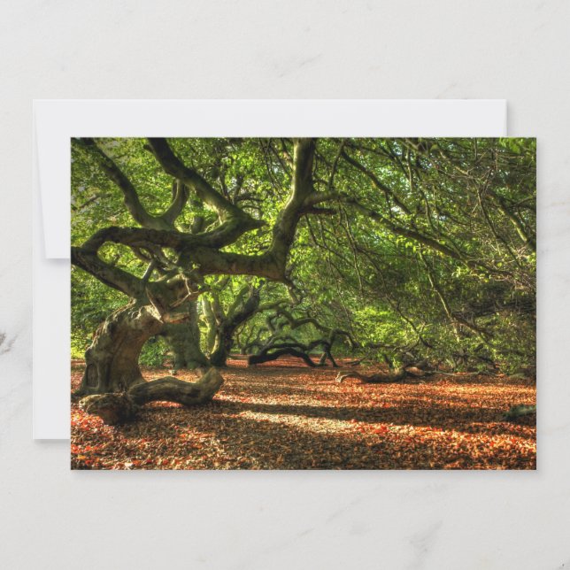 ラヴィッツァラの曲がった木 (正面)