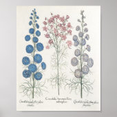 ラークスパー ポスター (正面)