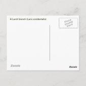 ラーチブランチ ポストカード (裏面)