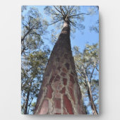 ラ・ガーシュのポンデローザ・パイン写真プレート フォトプラーク (正面)