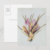 『ラ・ギランデ・ジュリー』のサフランやクロコス ポストカード (正面/裏面)