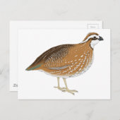 リアリスティックウズラ ポストカード (正面/裏面)