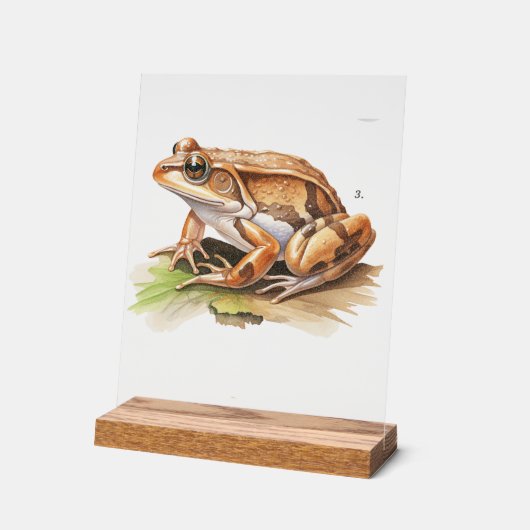 リアリスティックFrog Desk Sign インスパイア自然Decor アクリルサイン (傾斜)