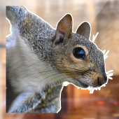 リアルなリスの窓の貼り ウィンドウサイン (シート2)