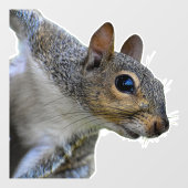 リアルなリスの窓の貼り ウィンドウサイン (シート)