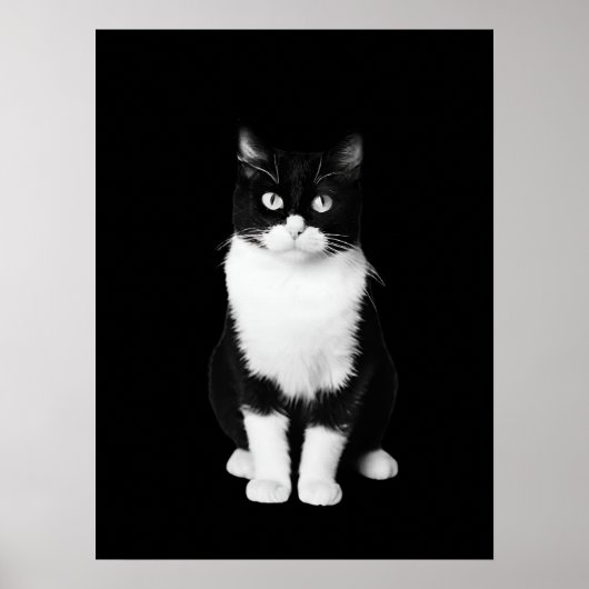 リアルな白黒猫 ポスター (正面)