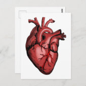 リアルな解剖学的ハート画像 ポストカード (正面/裏面)