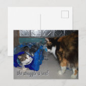 「リアルな闘争心」面白い二匹の猫の写真 ポストカード (正面/裏面)