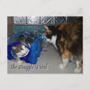 「リアルな闘争心」面白い二匹の猫の写真 ポストカード