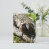 リオの野性生物 ポストカード (スタンド正面)