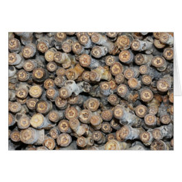 リオグランデコットンウッドツリーズタルキに沿って星