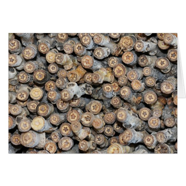 リオグランデコットンウッドツリーズタルキに沿って星 (正面横)