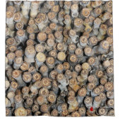 リオグランデコットンウッドツリーズタルキに沿って星 シャワーカーテン (正面)