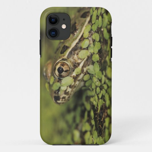 リオグランデヒョウモンガエル、Rana berlandieri、 Case-Mate iPhoneケース (裏面)
