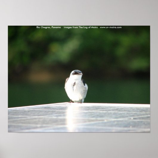 リオシャガレス，パナマ ポスター (正面)