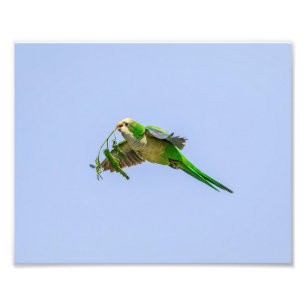 リオ・グランデ川の谷の10x8修道士のインコ フォトプリント
