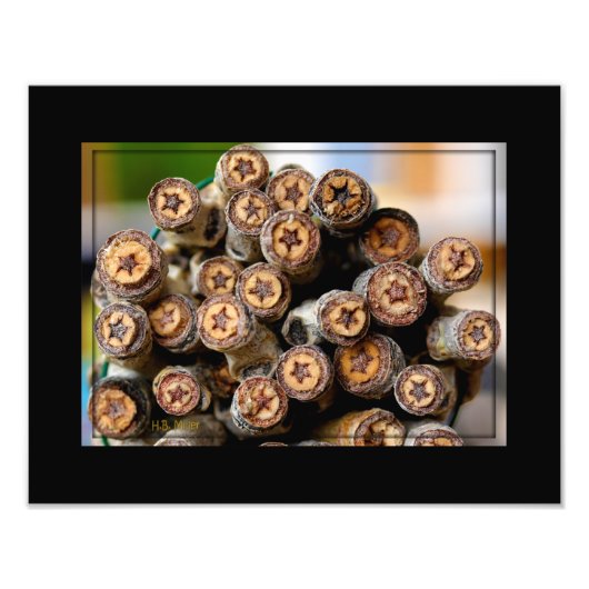 リオ・グランデ・コットン・ウッドの木々に沿った星 フォトプリント            (正面)