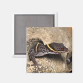 リクテンフェルダーのゲッコ マグネット (正面/裏面)