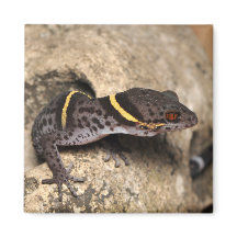 リクテンフェルダーのゲッコ