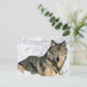 リクライニングオオカミ ポストカード (スタンド正面)