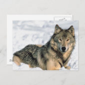 リクライニングオオカミ ポストカード (正面/裏面)
