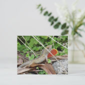 リザクールード・アノール ポストカード (スタンド正面)