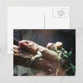 リザードラウンジはがき ポストカード (正面/裏面)