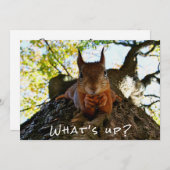 リスおもしろいクかわいい動物こんにちは シーズンカード (正面/裏面)