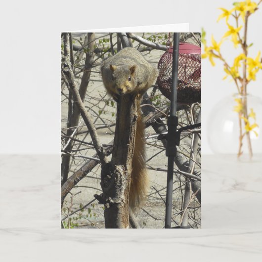 リスおもしろいル友情 カード (黄色い花)