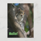 リスが見守る可愛いクローズアップ写真 ポストカード (正面)