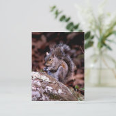 リスが食事を楽しむ ポストカード (スタンド正面)