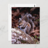 リスが食事を楽しむ ポストカード (正面/裏面)