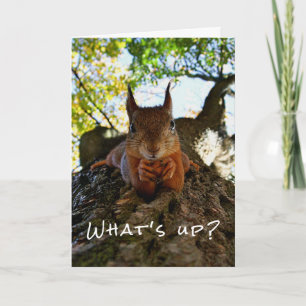 リスのかわいい動物の挨拶 Funny Squirrel Cute Animals Hello The カード