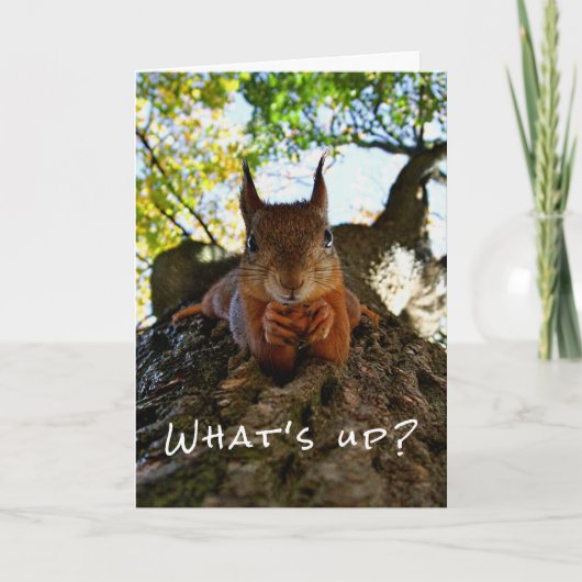 リスのかわいい動物の挨拶 Funny Squirrel Cute Animals Hello The カード (正面)