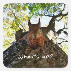 リスのかわいい動物 こんにちは挨拶 Funny Squirrel Cute Animals Hell スクエアシール