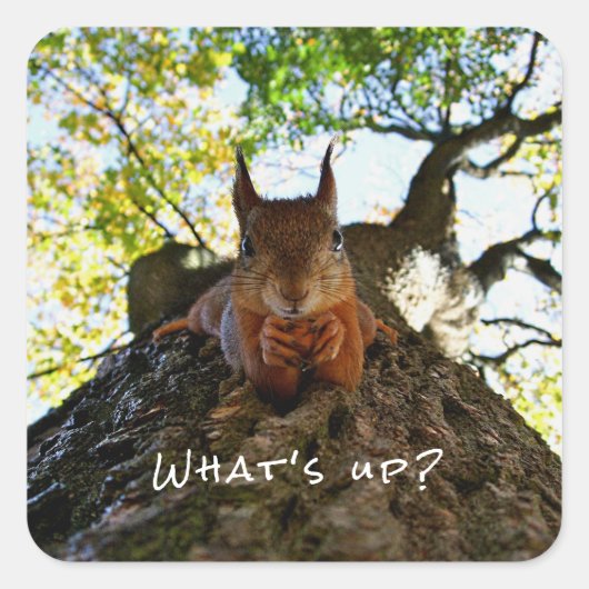 リスのかわいい動物 こんにちは挨拶 Funny Squirrel Cute Animals Hell スクエアシール (正面)