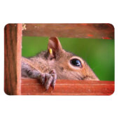 リスのぞき マグネット (横)