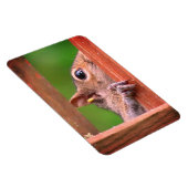 リスのぞき マグネット (右側)