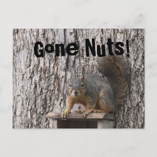 リスのはがき ポストカード (正面)