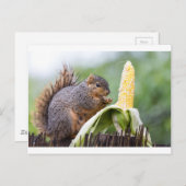 リスのコーン ポストカード (正面/裏面)