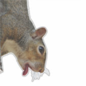 リスのステッカー シール (正面)