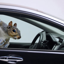 リスのステッカー