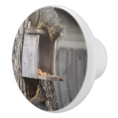 リスのセラミックプルノブ セラミックノブ (右)