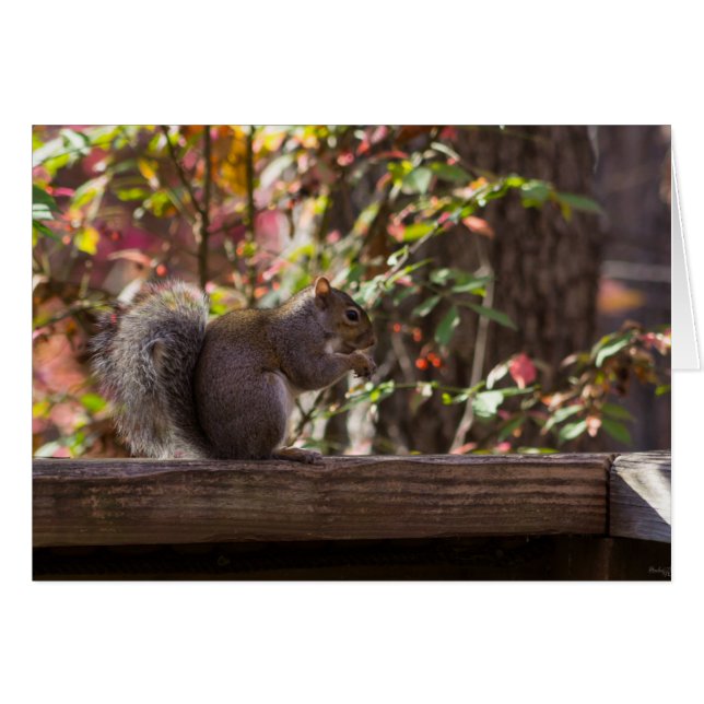 リスのチョウ時間 (正面横)