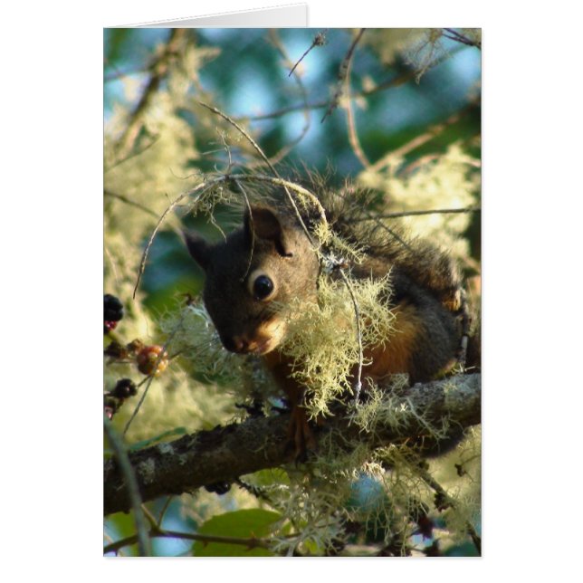 リスのベビー2009年 (正面)