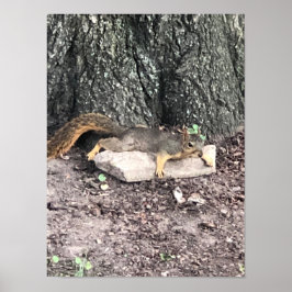 リスのポスター ポスター