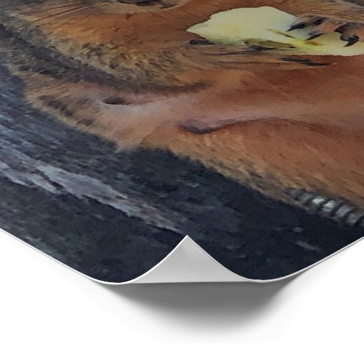 リスのポスター ポスター (角)