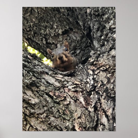 リスのポスター ポスター (正面)