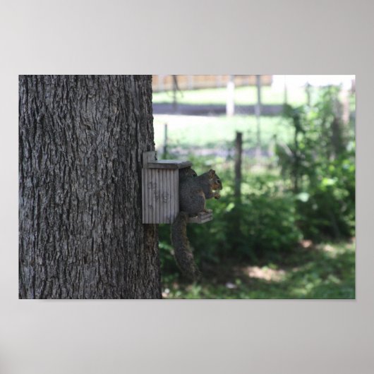 リスのポスター ポスター (正面)