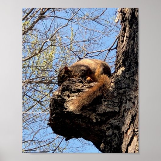 リスのポスター ポスター (正面)